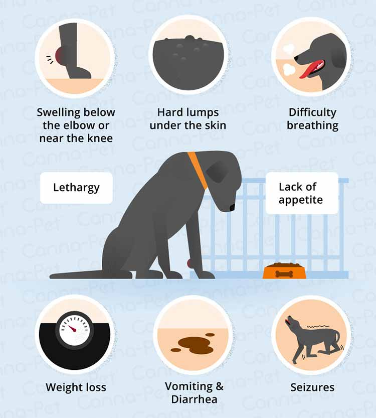 Signs of dog cancer
