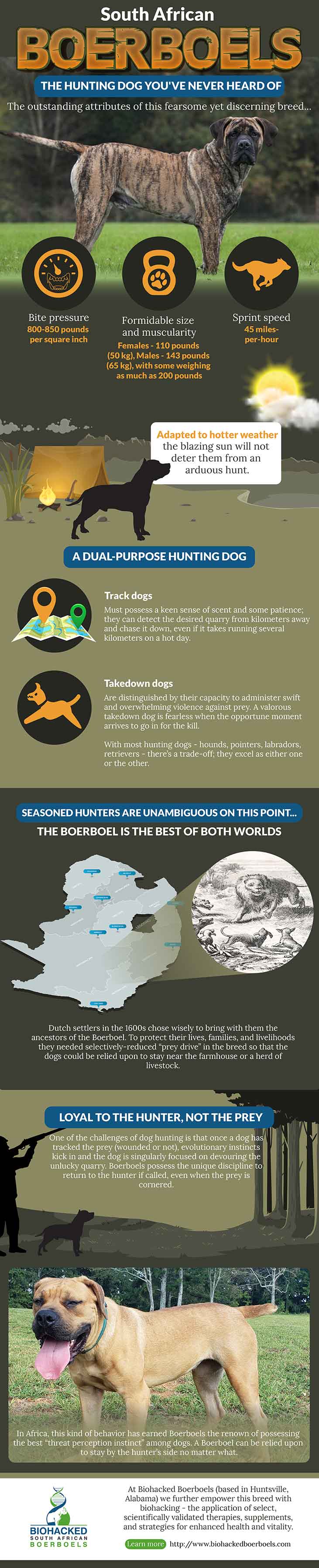 South African Boerboels infographic