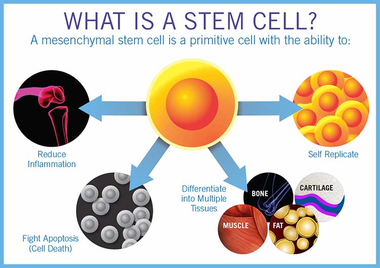 Stem cells