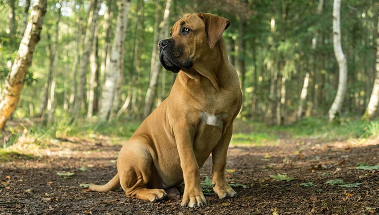 boerboel hunting dog