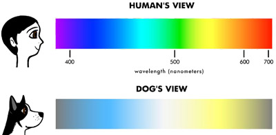 dog vision range
