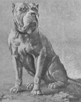 History of the South African Boerboel